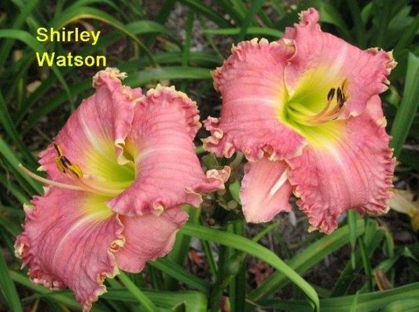 shirley wat